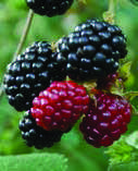 MORE / BLACKBERRIES / MÛRES