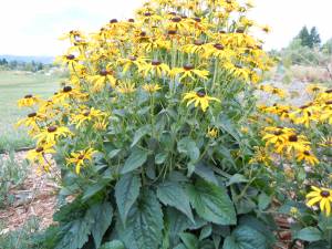 rudbeckia