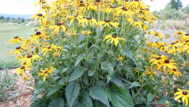 RUDBECKIA