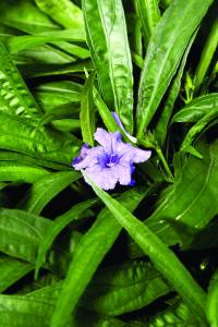 ruellia