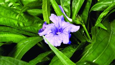 RUELLIA