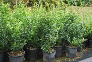 sarcococca