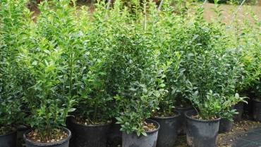 SARCOCOCCA