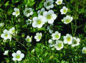 saxifraga