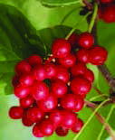 SCHISANDRA