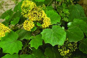 senecio-brachyglottis-ligularia