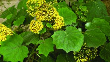 SENECIO-BRACHYGLOTTIS-LIGULARIA