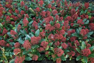 skimmia