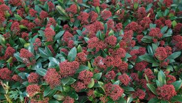 SKIMMIA