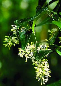 smilax