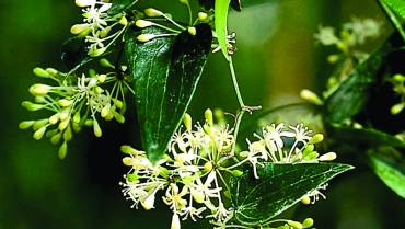 SMILAX