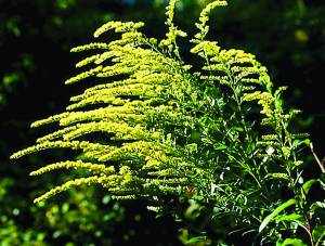 solidago