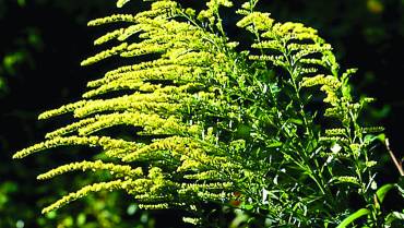 SOLIDAGO