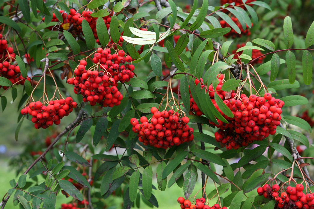 SORBUS - Catalogo Margheriti