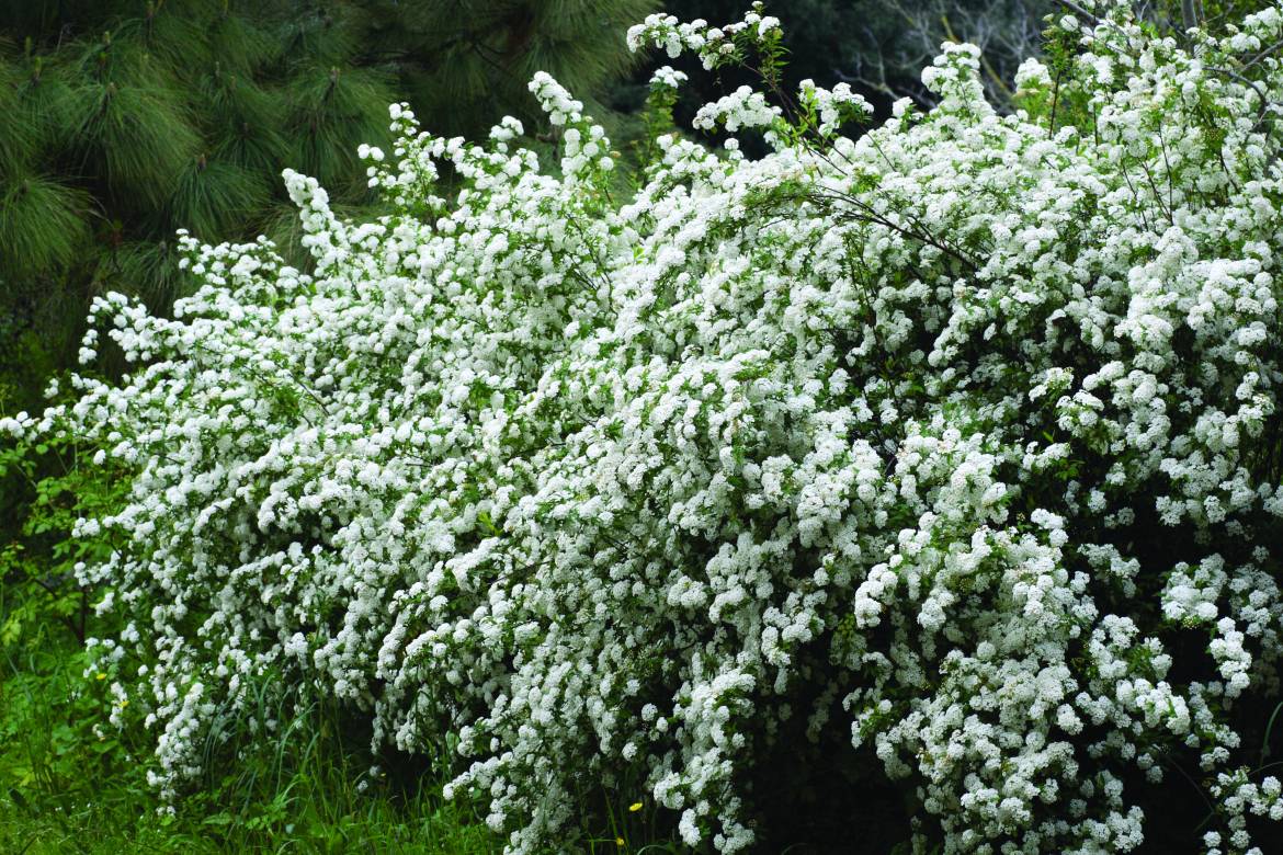 Spiraea-cantoniensis-001.jpg