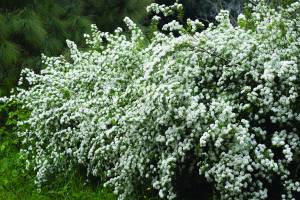 spiraea