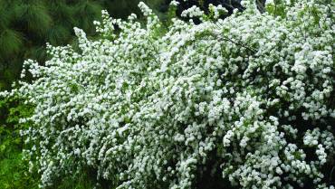 SPIRAEA