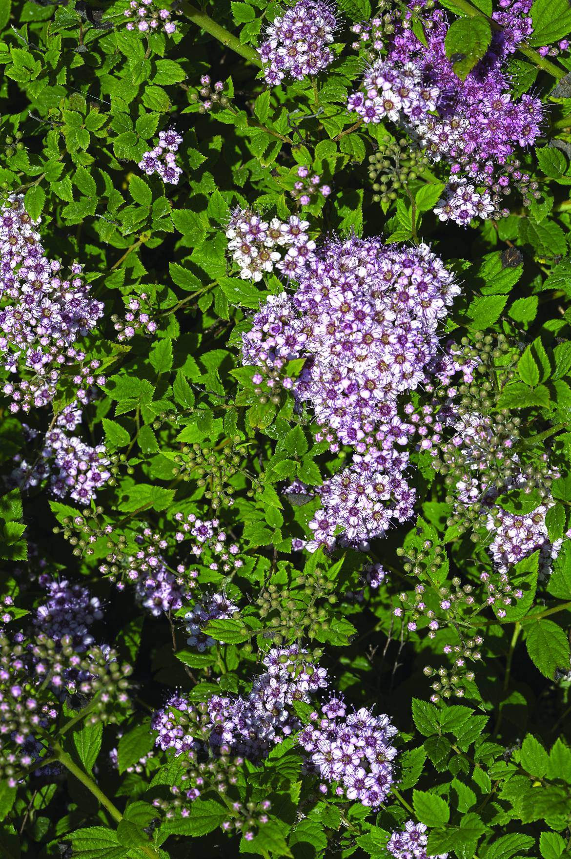 Spiraea-japonica-Little-Princess.jpg