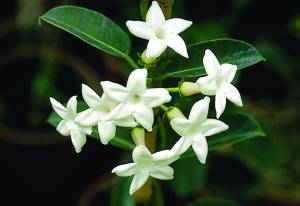 stephanotis