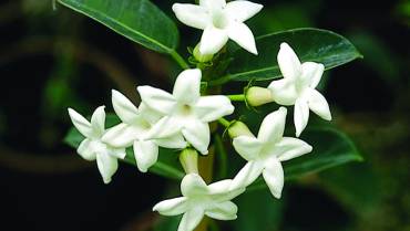 STEPHANOTIS