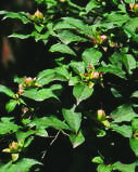 STEWARTIA