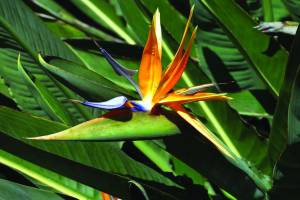 strelitzia