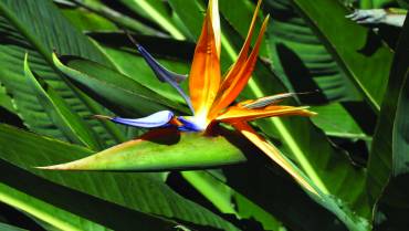 STRELITZIA