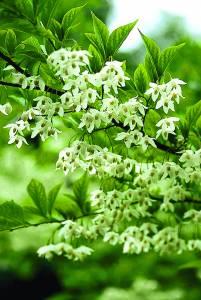 styrax