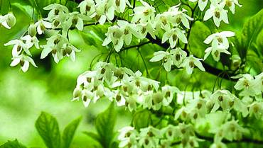 STYRAX