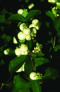 symphoricarpos