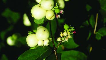 SYMPHORICARPOS