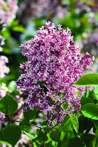 syringa