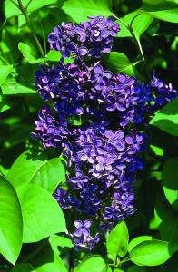 syringa