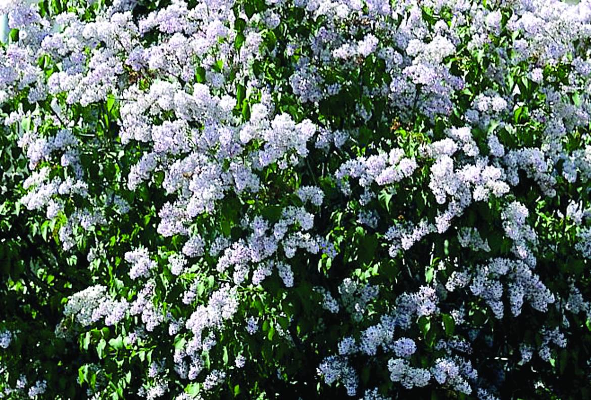 Syringa-vulgaris-Firmament.jpg