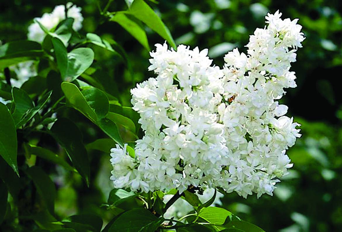 Syringa-vulgaris-M.me-Florent-Stepman.jpg