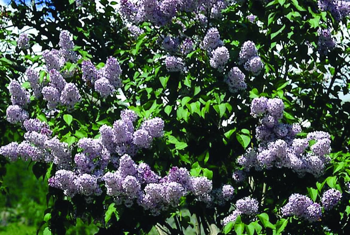 Syringa-vulgaris-Michel-Buchner.jpg