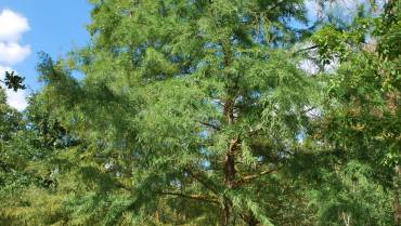 TAXODIUM