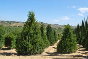 taxus