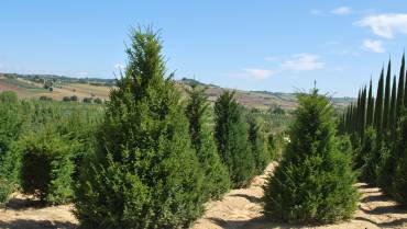 TAXUS