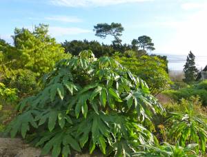 tetrapanax