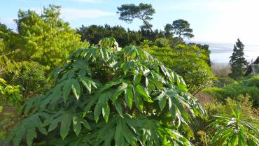 TETRAPANAX