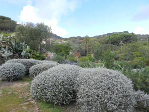 teucrium