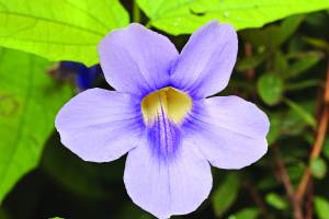 thunbergia