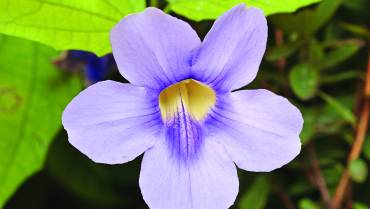 THUNBERGIA