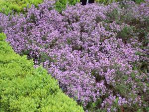 thymus