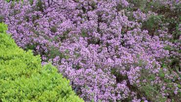 THYMUS