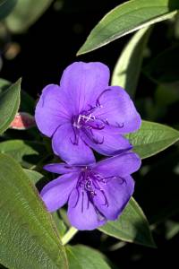 tibouchina