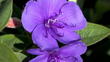 TIBOUCHINA