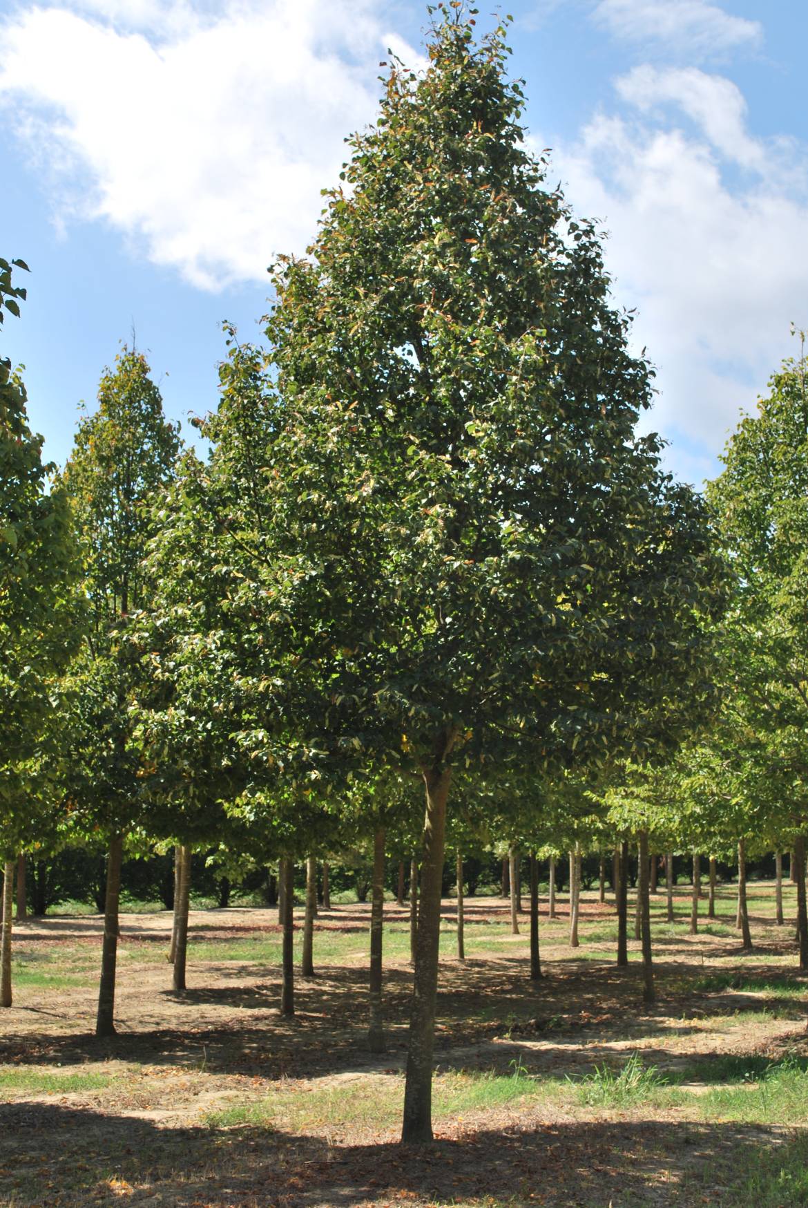 Tilia-cordata-Greenspire.jpg
