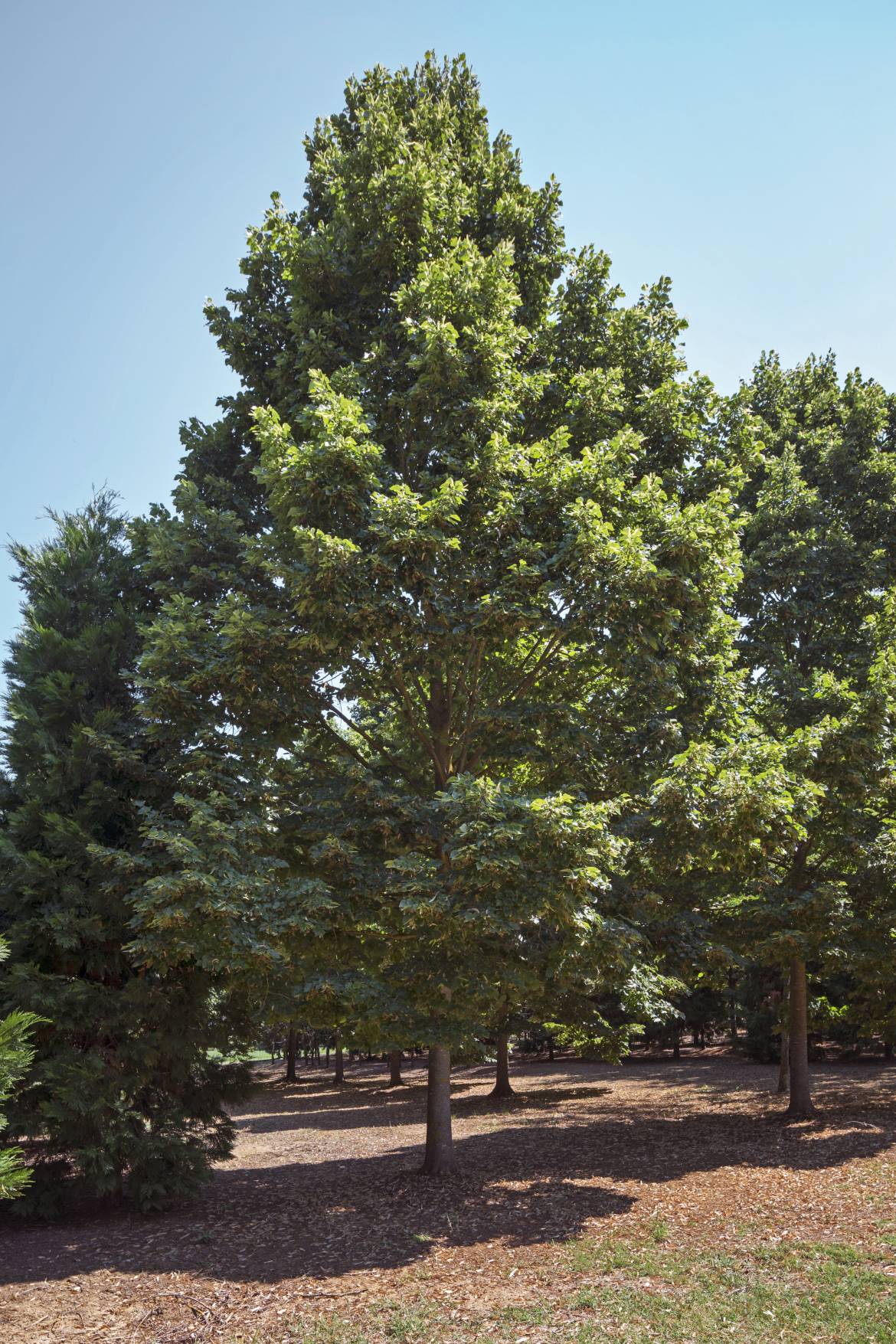 Tilia-hybrida-argentea-CarloVigni9560.jpg